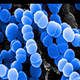A cluster of blue spherical bacteria viewed under a microscope, displayed against a dark background.