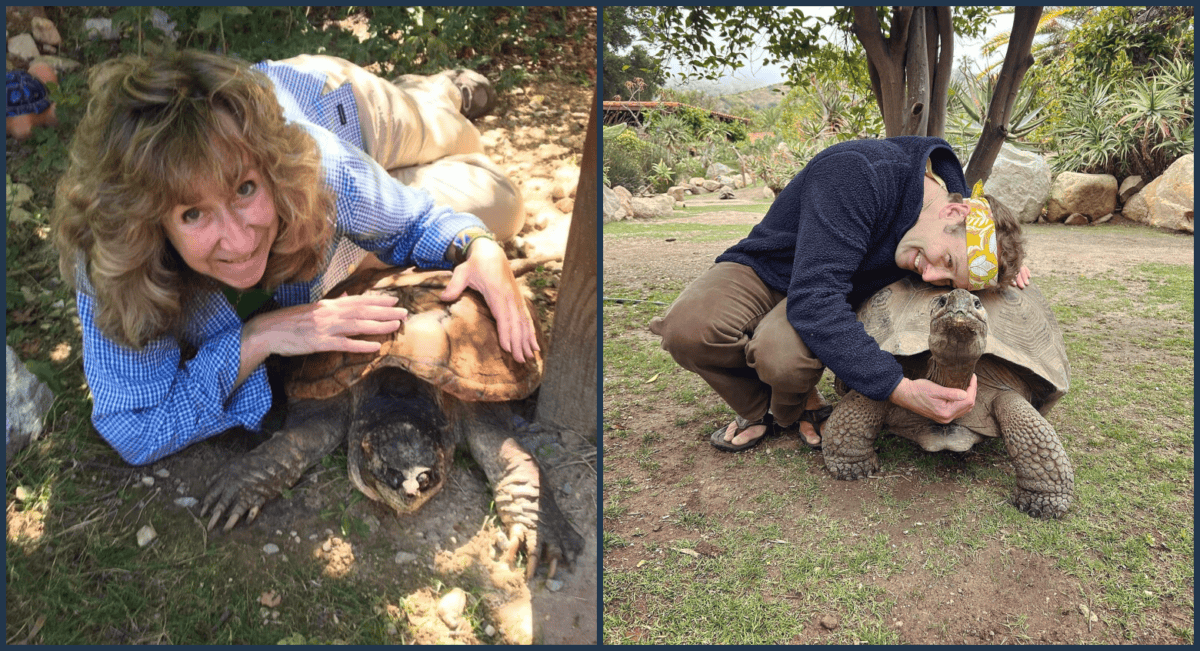 Two people each lie on the ground beside a large tortoise, resting their heads and hands on the tortoise’s shell in separate outdoor settings.
