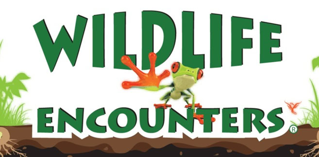 logo with the words "wildlife encounters," featuring a cartoon red eyed tree frog and soil, plants, and a hummingbird at the bottom.
